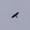 Eurasian sparrowhawk (Ξεφτέρι)