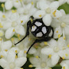 White Spotted Fruit Chafer