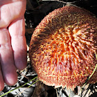 Boletellus ananas Fungi