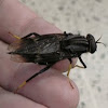 Giant wood-boring fly