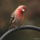 House finch, male