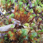 Burned Ground Moss aka Purple Moss