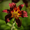 Day Lily "Red Magic"