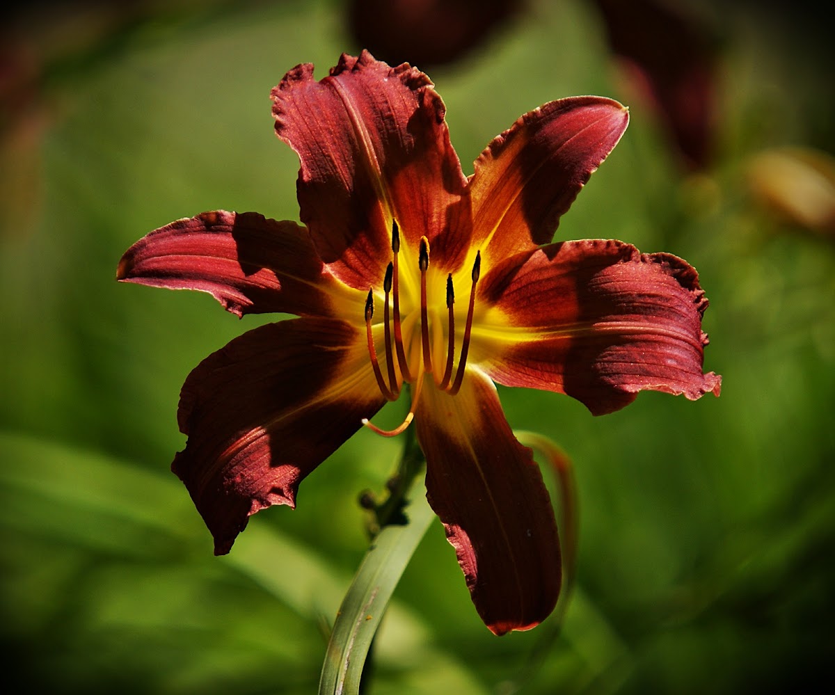Day Lily "Red Magic"