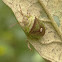 Pomaderris shield bug