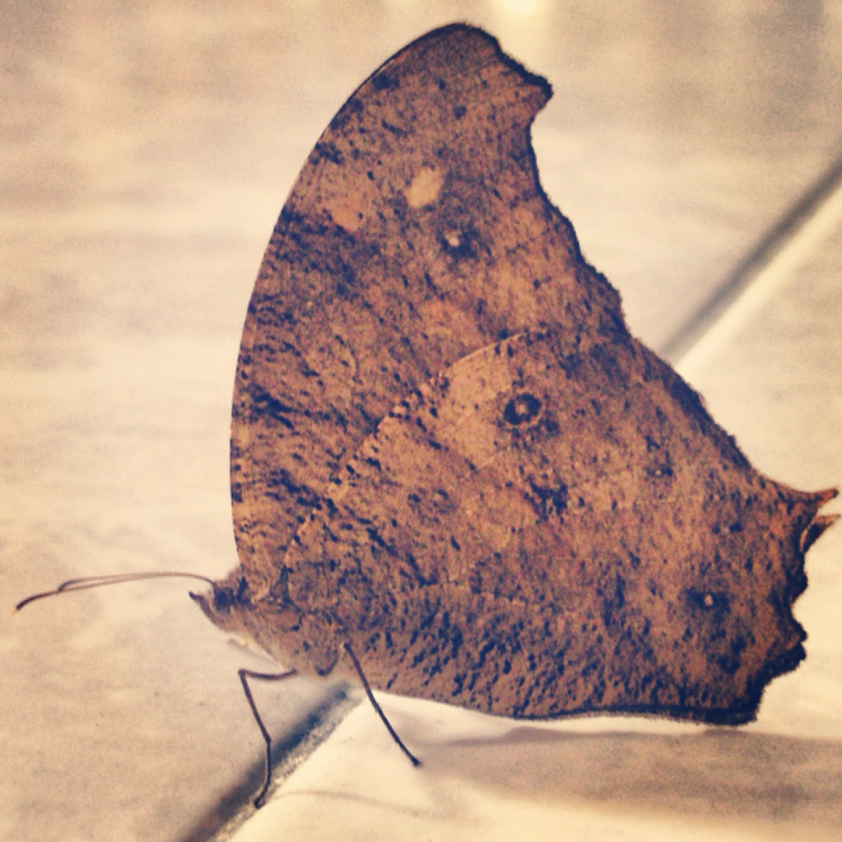 暮眼蝶 The Common Evening Brown ウスイロコノマチョウ 薄色木間蝶 Project Noah
