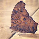暮眼蝶 、The Common Evening Brown 、ウスイロコノマチョウ、薄色木間蝶