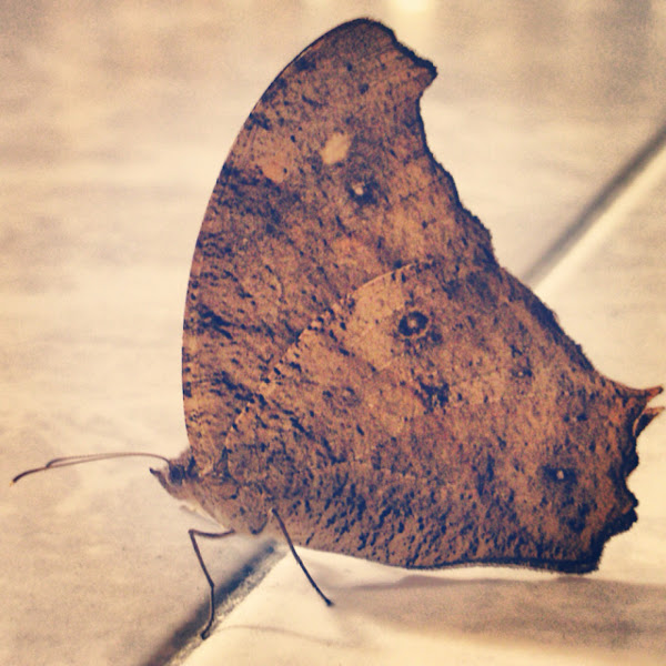 暮眼蝶 The Common Evening Brown ウスイロコノマチョウ 薄色木間蝶 Project Noah