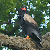 Bateleur Eagle