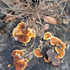 Orange-brown Gilled Polypore mushroom