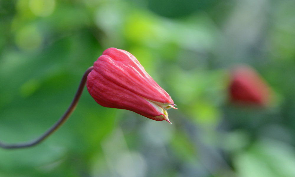 Scarlet Leatherflower