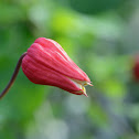 Scarlet Leatherflower