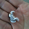 Large Tolype Moth