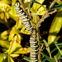 Monarch caterpillars