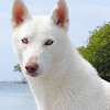 Siberian Husky (white)