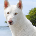 Siberian Husky (white)