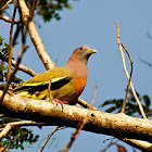 Pink necked green pigeon