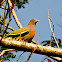 Pink necked green pigeon