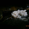 Slime mould sp.