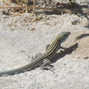 Little Striped Whiptail
