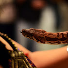 Madagascar boa