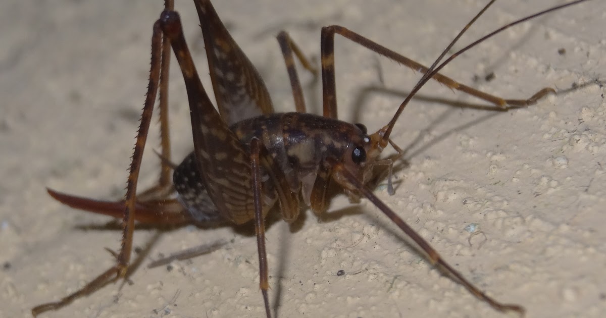 What Is The Lifespan Of A Camel Cricket - If camel crickets are hopping