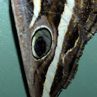 White Banded Noctuid Moth