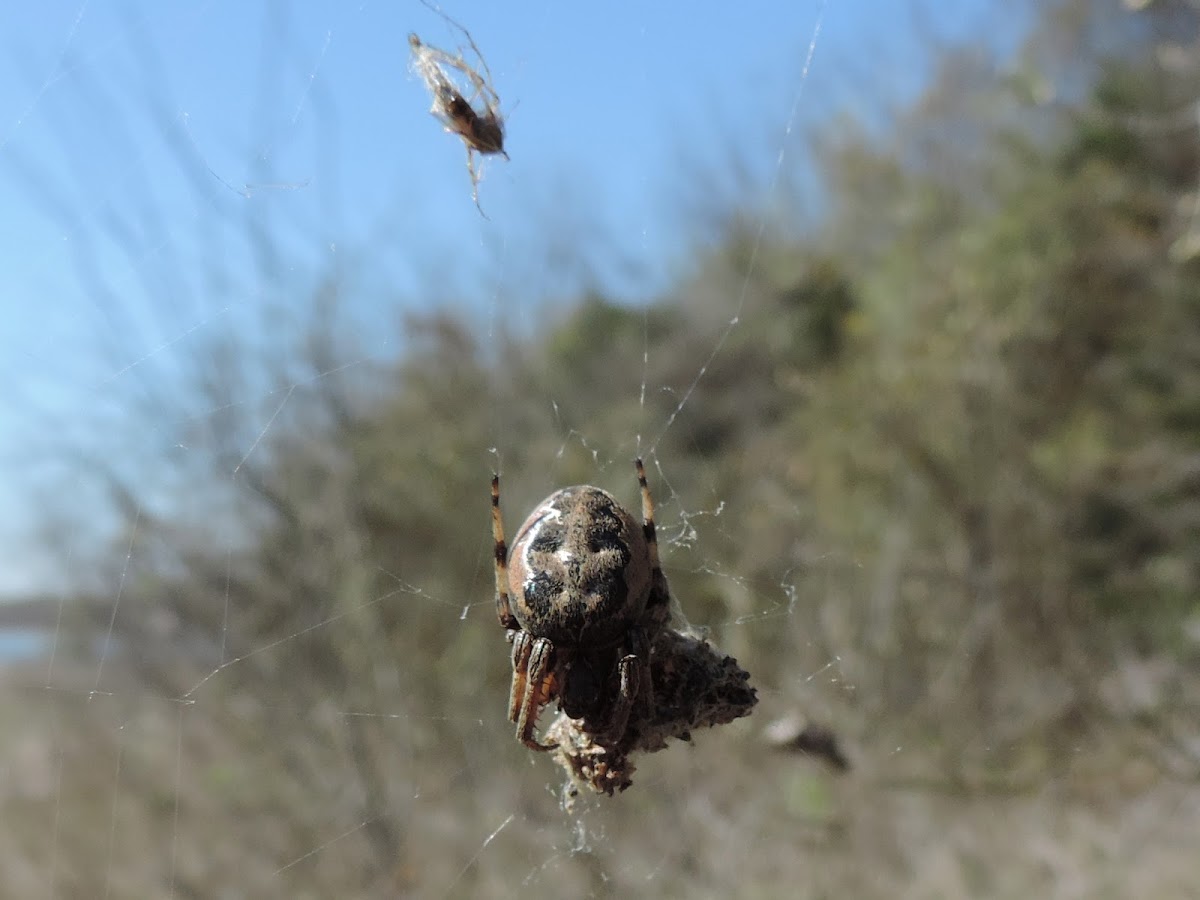 Furrow Orb Weaver Spider