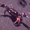 Halloween Land Crab