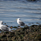 Glaucous-winged Gull