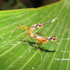Mating of Stilt legged flies