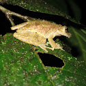 Boulenger's Snouted Tree Frog