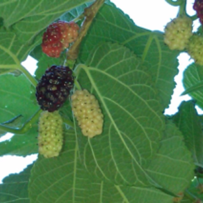 Red mulberry