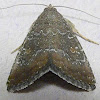 Eight-spot Moth