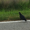 Turkey Vulture