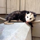 Virginia Opossum