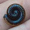 Coiled millipede