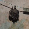 Pallas's Long-tongued Bat