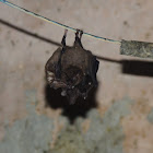 Pallas's Long-tongued Bat