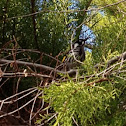 New Holland Honeyeater