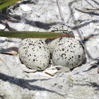 Snowy Plover eggs