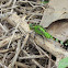 Eastern Pondhawk