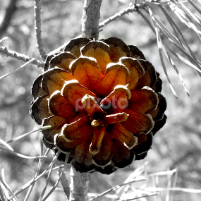 Lone Pinecone by June Morris - Nature Up Close Trees & Bushes
