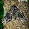 Pawpaw Sphinx Moth