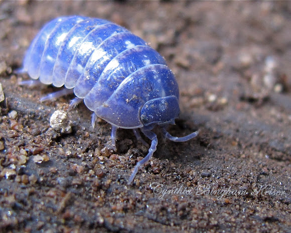 Woodlouse | Project Noah