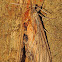 Franck's Sphinx moth