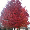 Maple Tree