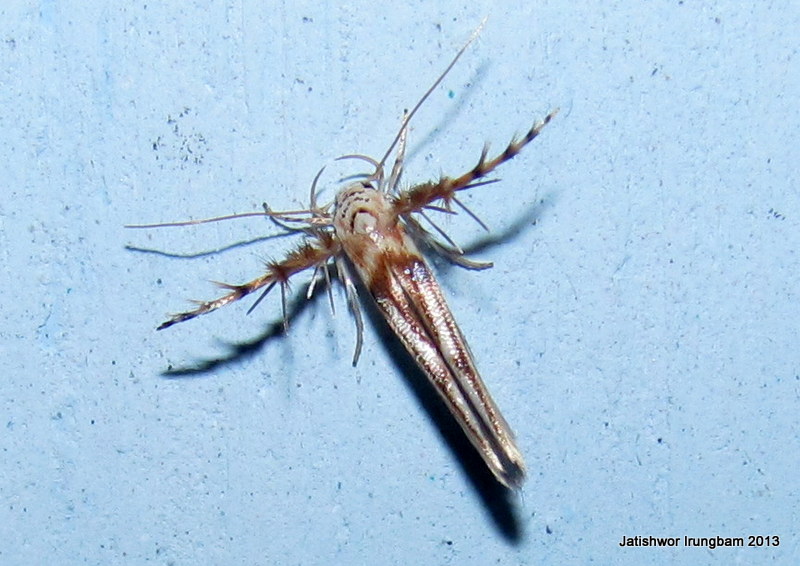 Gelechioidea, Stathmopodidae