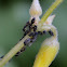 Cotton Aphid with Milking Ant