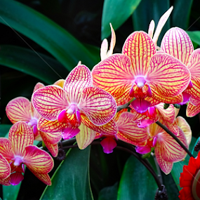 Phalaenopsis Chialin Rainbow by Alan Chew - Flowers Flower Arangements